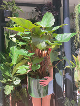 Load image into Gallery viewer, Homalomena rubescens Maggy - *Local Delivery or Local Pick Up Only*
