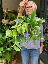 Load image into Gallery viewer, Philodendron scandens Brasil - Sweetheart Plant
