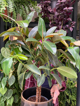 Load image into Gallery viewer, Ficus elastica Melany Stem - *Local Delivery or Local Pick Up Only*
