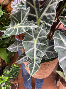 Alocasia amazonica Polly - *Local Delivery or Local Pick Up Only*