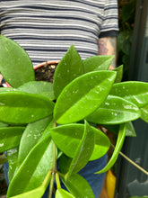 Load image into Gallery viewer, Hoya memoria Gracilis - Wax Plant
