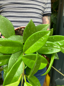 Hoya memoria Gracilis - Wax Plant