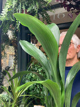 Load image into Gallery viewer, Aspidistra elatior 17cm Pot - *Local Delivery or Local Pick Up Only*

