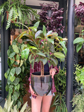 Load image into Gallery viewer, Ficus elastica Melany Stem - *Local Delivery or Local Pick Up Only*

