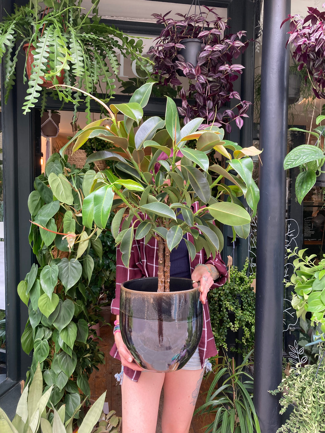 Ficus elastica Melany Stem - *Local Delivery or Local Pick Up Only*