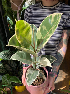 Ficus elastica Tineke - *Local Delivery or Local Pick Up Only*