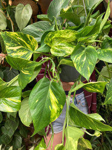 Epipremnum aureum 15cm Pot - Devils Ivy