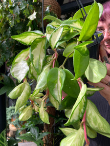 Hoya carnosa Tricolor 14cm Pot - Wax Plant