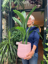 Load image into Gallery viewer, Aspidistra elatior 17cm Pot - *Local Delivery or Local Pick Up Only*
