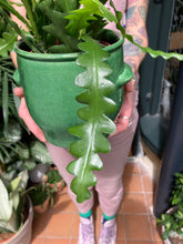 Load image into Gallery viewer, Epiphyllum anguliger 12cm Pot - Fishbone Cactus

