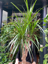 Load image into Gallery viewer, Dracaena marginata - *Local Delivery or Local Pick Up Only*
