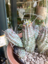 Load image into Gallery viewer, Euphorbia mammillaris Variegata - Corncob Cactus
