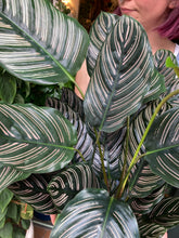 Load image into Gallery viewer, Calathea ornata Sanderiana / Pinstripe Prayer Plant - 19cm Pot - *Local Delivery or Local Pick Up Only*
