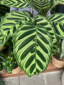 Calathea makoyana - *Local Delivery or Local Pick Up Only*