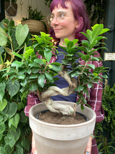 Load image into Gallery viewer, Ficus microcarpa Ginseng 23cm Pot - *Local Delivery or Local Pick Up Only*
