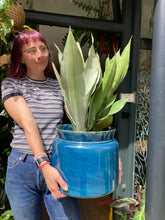 Load image into Gallery viewer, Sansevieria trifasciata Moonshine - *Local Delivery or Local Pick Up Only*
