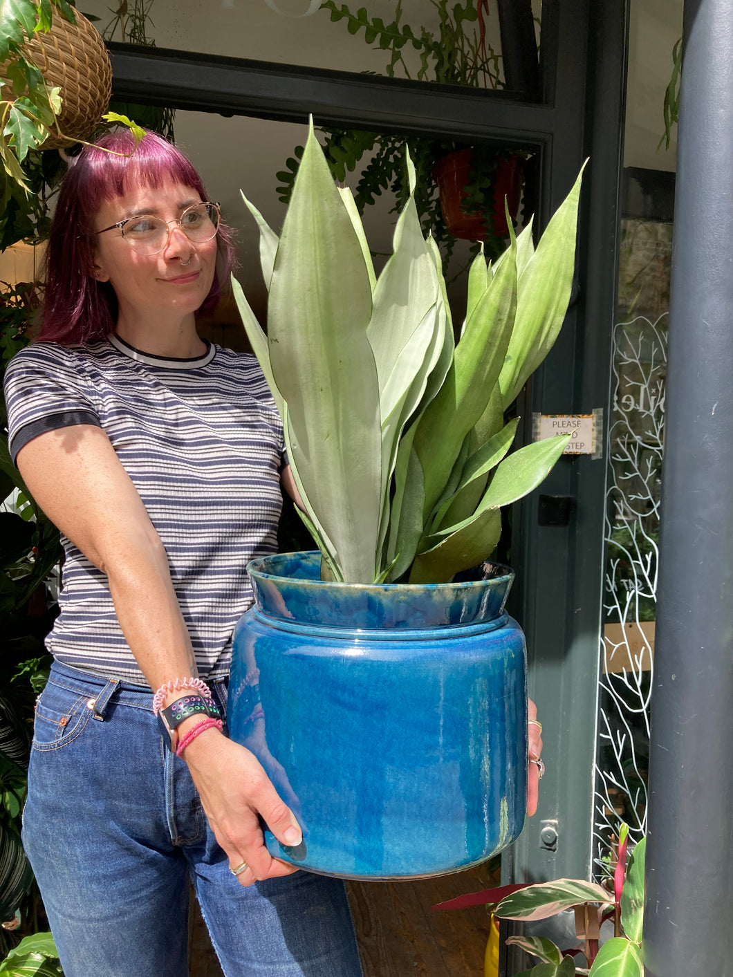 Sansevieria trifasciata Moonshine - *Local Delivery or Local Pick Up Only*