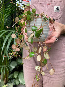 Peperomia Pepperspot 8cm Pot - Green Coins