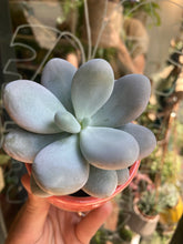 Load image into Gallery viewer, Pachyphytum oviferum 5.5cm Pot - Moonstones
