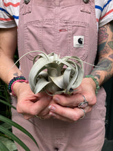 Load image into Gallery viewer, Tillandsia xerographica - Airplant
