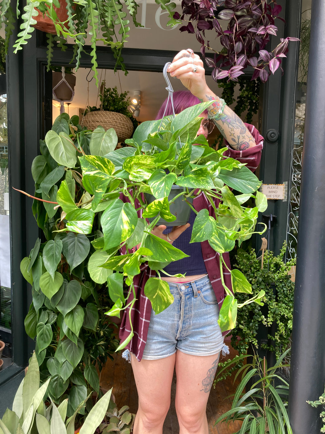 Epipremnum aureum 15cm Pot - Devils Ivy