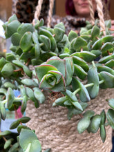 Load image into Gallery viewer, Crassula perforata / String of Buttons
