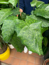 Load image into Gallery viewer, Calathea musaica Network 14cm Pot - Prayer Plant
