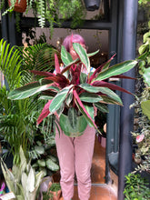 Load image into Gallery viewer, Stromanthe sanguinea Triostar -*Local Delivery or Local Pick Up Only*
