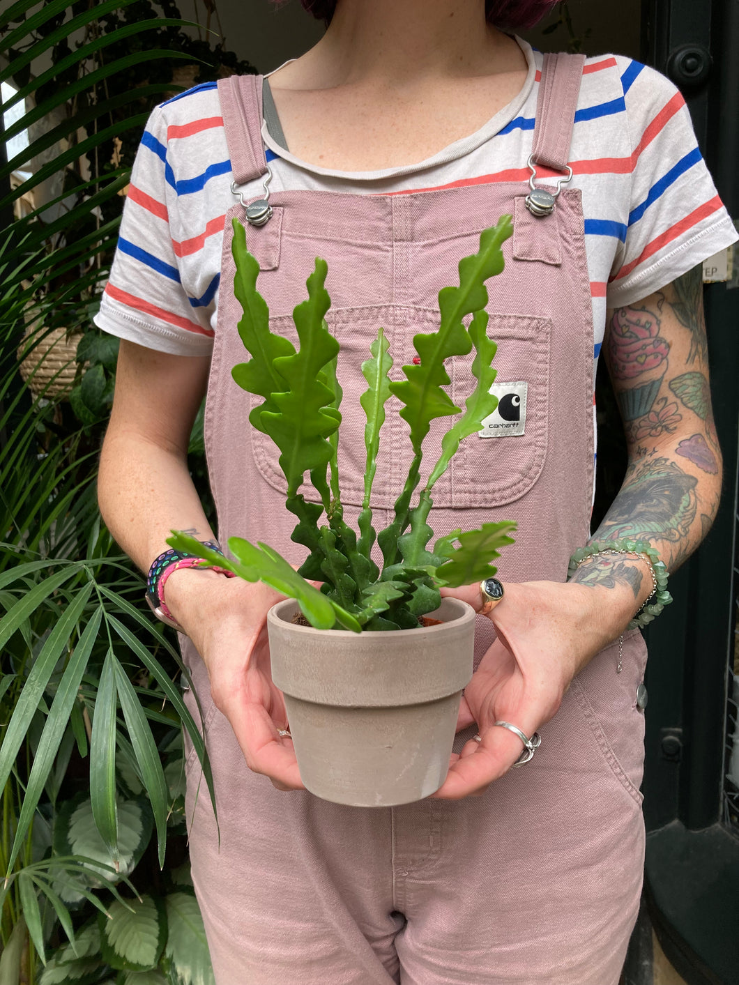Epiphyllum anguliger 9cm Pot - Fishbone Cactus