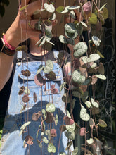 Load image into Gallery viewer, Ceropegia woodii 14cm Pot - String of Hearts
