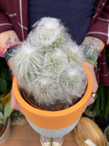 Espostoa melanostele - Peruvian Old Lady