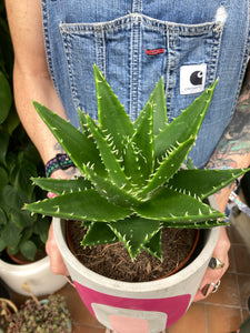 Aloe perfoliata - Rubble Aloe