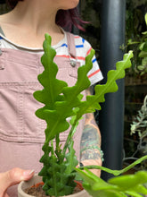 Load image into Gallery viewer, Epiphyllum anguliger 9cm Pot - Fishbone Cactus

