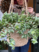 Load image into Gallery viewer, Crassula perforata / String of Buttons
