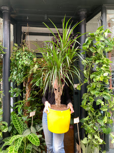 Dracaena marginata - *Local Delivery or Local Pick Up Only*
