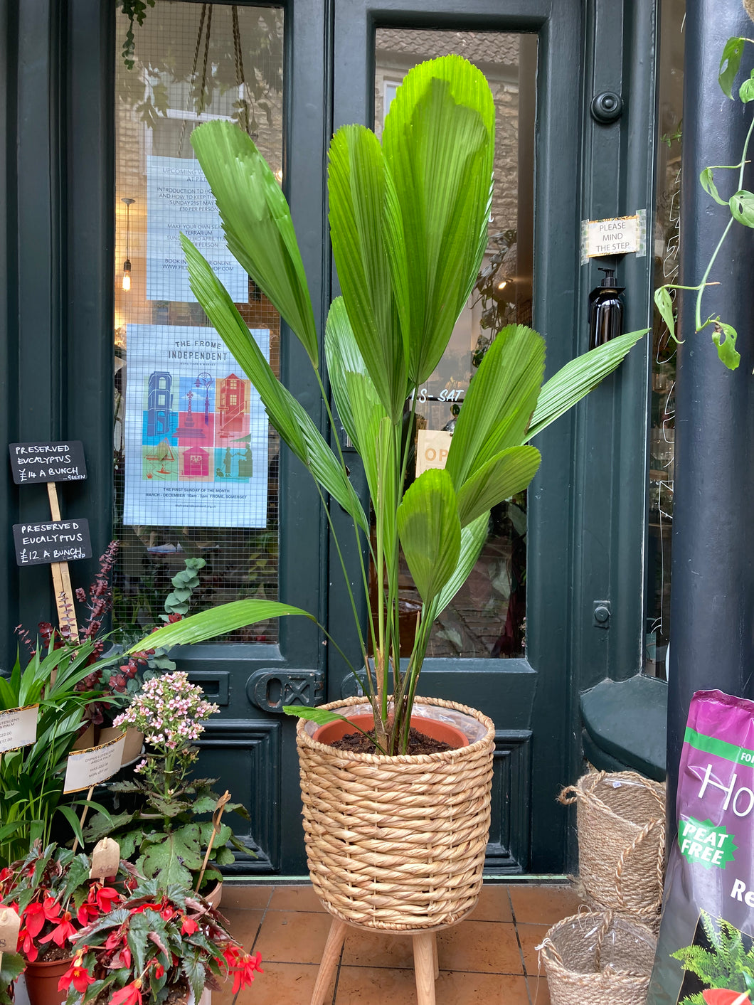 Licuala grandis - *Local Delivery or Local Pick Up Only*
