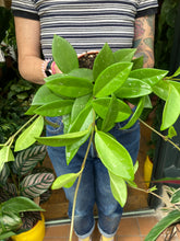 Load image into Gallery viewer, Hoya memoria Gracilis - Wax Plant
