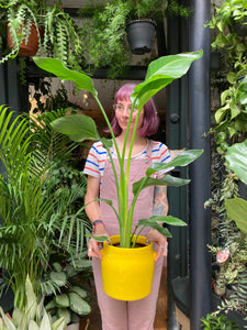 Strelitzia nicolai  - *Local Delivery or Local Pick Up Only*