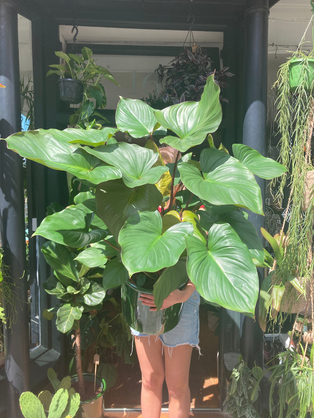 Homalomena rubescens Maggy - *Local Delivery or Local Pick Up Only*