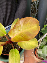 Load image into Gallery viewer, Philodendron Prince of Orange
