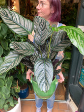 Load image into Gallery viewer, Calathea ornata Sanderiana / Pinstripe Prayer Plant - 19cm Pot - *Local Delivery or Local Pick Up Only*
