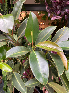 Ficus elastica Melany Stem - *Local Delivery or Local Pick Up Only*