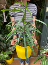Load image into Gallery viewer, Ficus maclellandii Alii - *Local Delivery or Local Pick Up Only*
