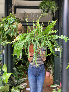 Epiphyllum anguliger XL - *Local Delivery or Local Pick Up Only*