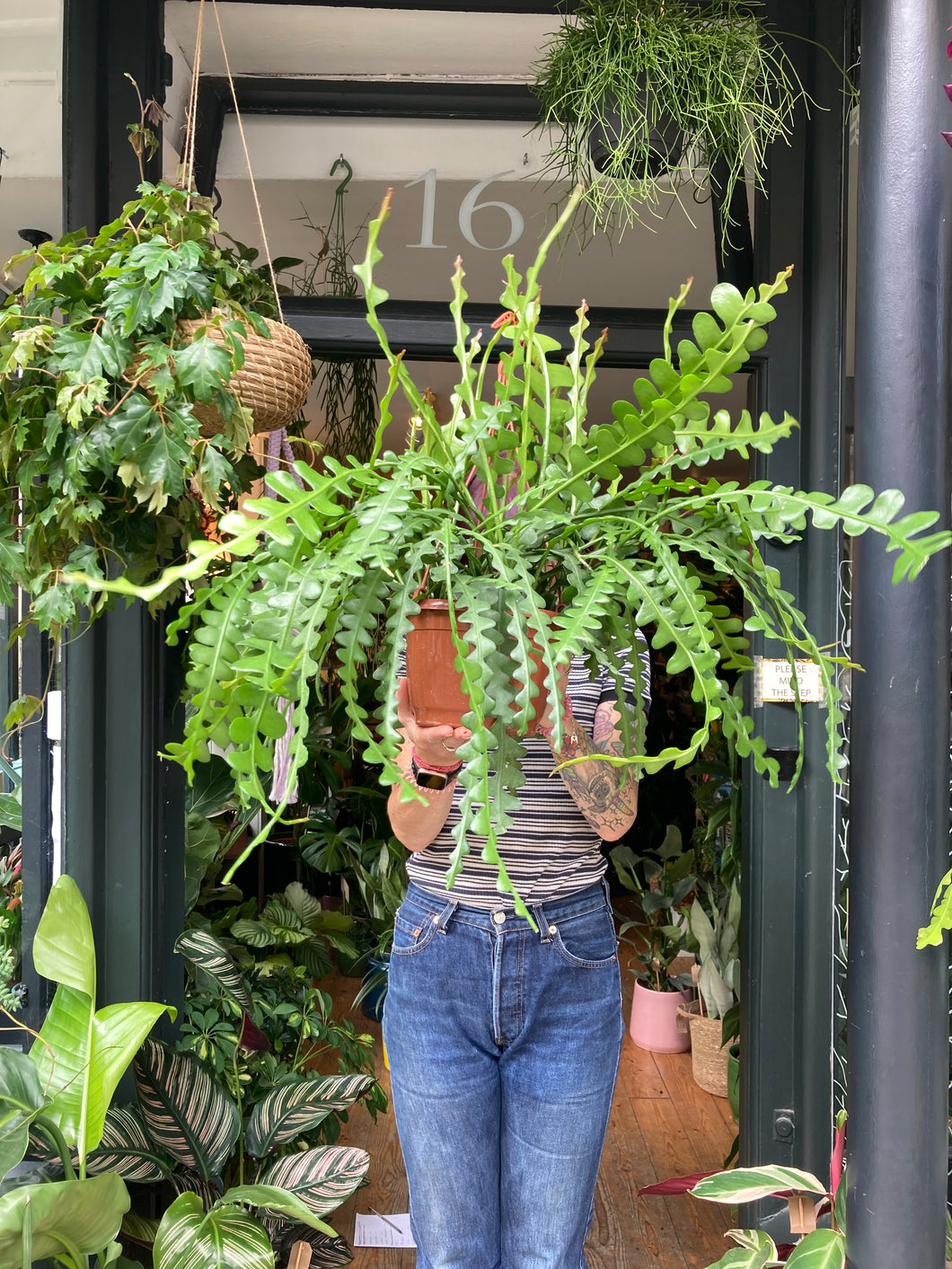 Epiphyllum anguliger XL - *Local Delivery or Local Pick Up Only*