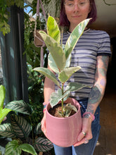 Load image into Gallery viewer, Ficus elastica Tineke - *Local Delivery or Local Pick Up Only*
