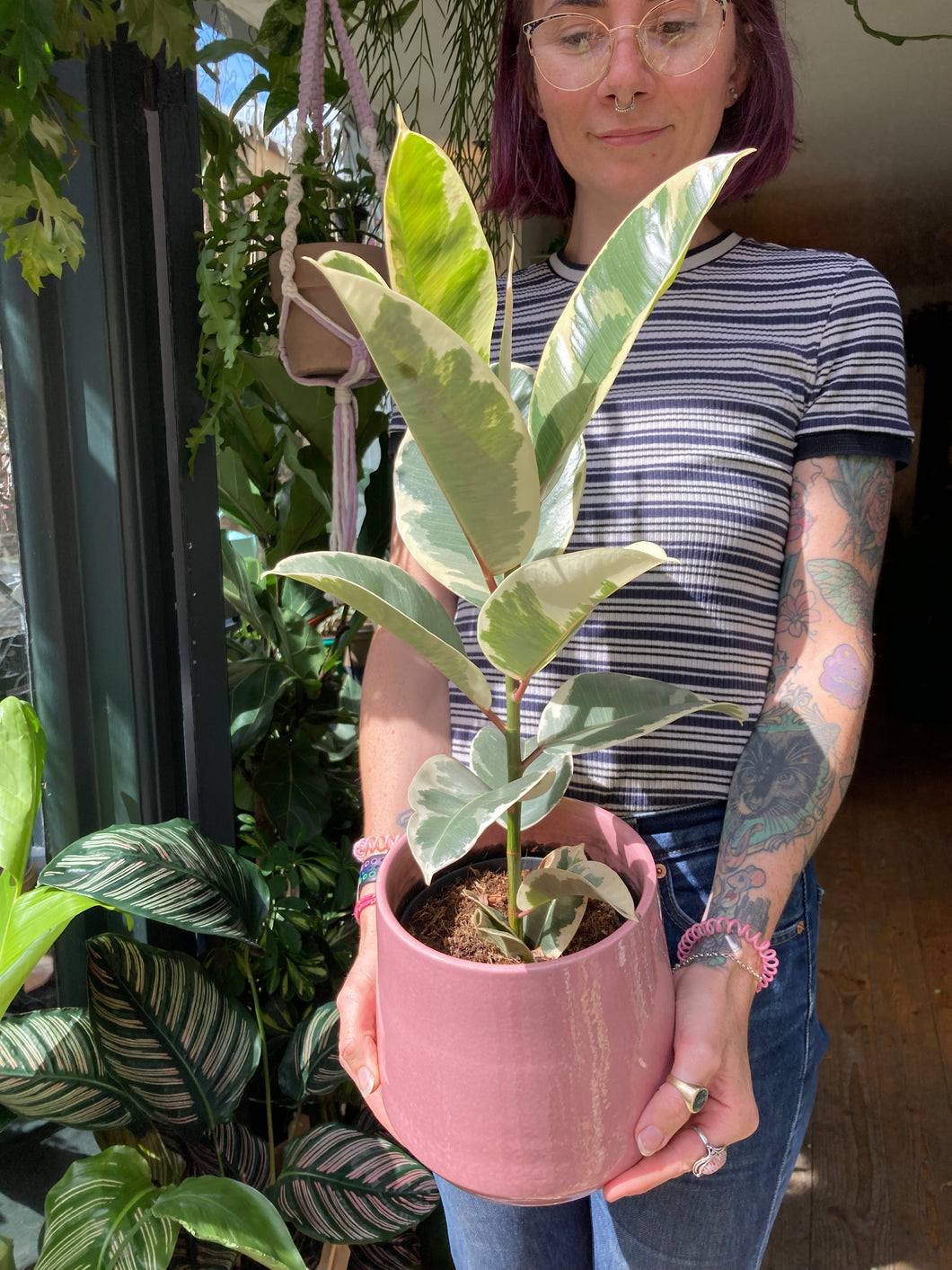Ficus elastica Tineke - *Local Delivery or Local Pick Up Only*