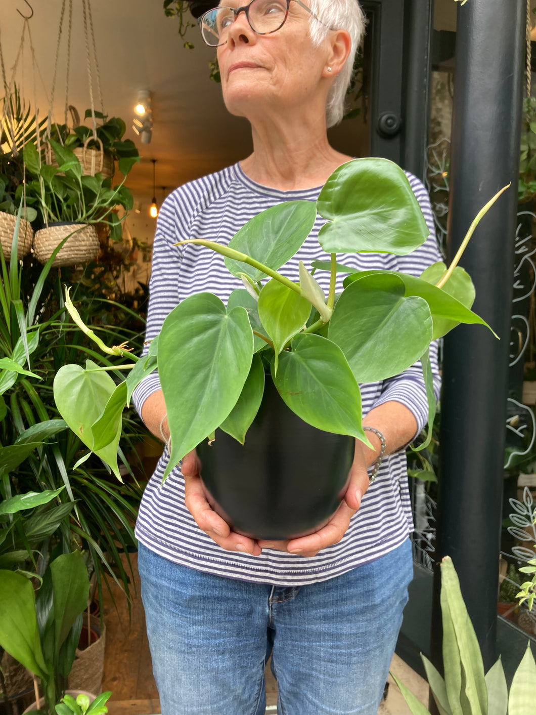 Philodendron scandens Heart Leaf - Sweetheart Philodendron