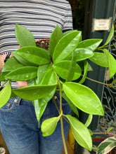 Load image into Gallery viewer, Hoya memoria Gracilis - Wax Plant

