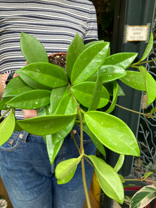 Hoya memoria Gracilis - Wax Plant
